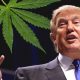 Donald Trump Believes That Consumers Can “Lose IQ Points” By Using Cannabis