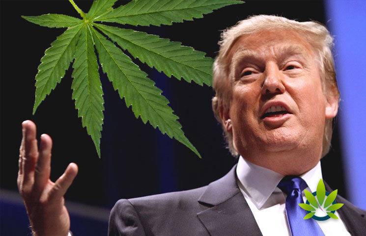 Donald Trump Believes That Consumers Can “Lose IQ Points” By Using Cannabis