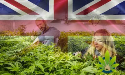 Tension Tightens for British Government to Adopt Proper Medical Cannabis Rules