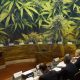Senate-Committee-Calls-for-Enhanced-CBD-and-CBG-Cannabis-Compound-Research