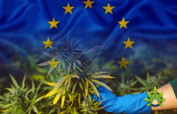 THC Potency Levels in European Cannabis Have Doubled in the Last Decade