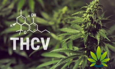 Tetrahydrocannabivarin (THCV): Is It Marijuana's Next Big Cannabinoid?