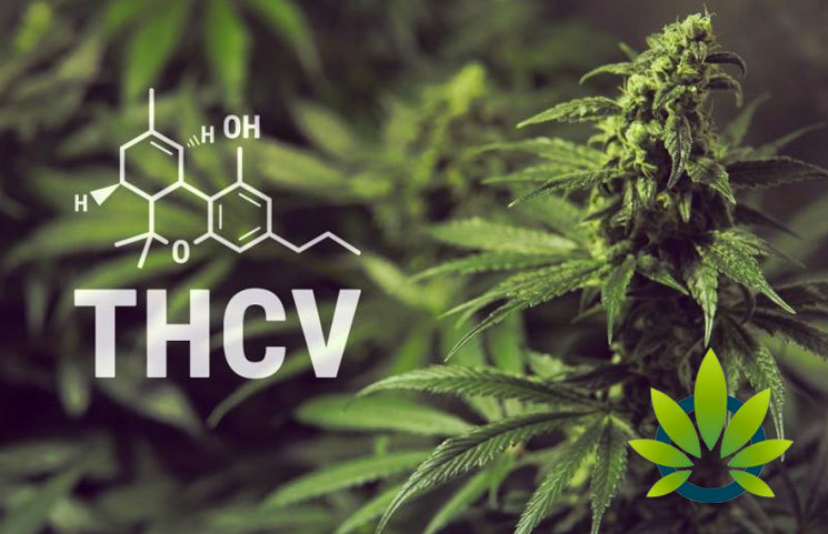 Tetrahydrocannabivarin (THCV): Is It Marijuana's Next Big Cannabinoid?