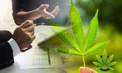 The Future of Legal Cannabis Markets: New Marijuana Industry Research Graphic