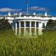 USDA Anxiousness Awaits White House Verdict for Hemp Growing Regulations