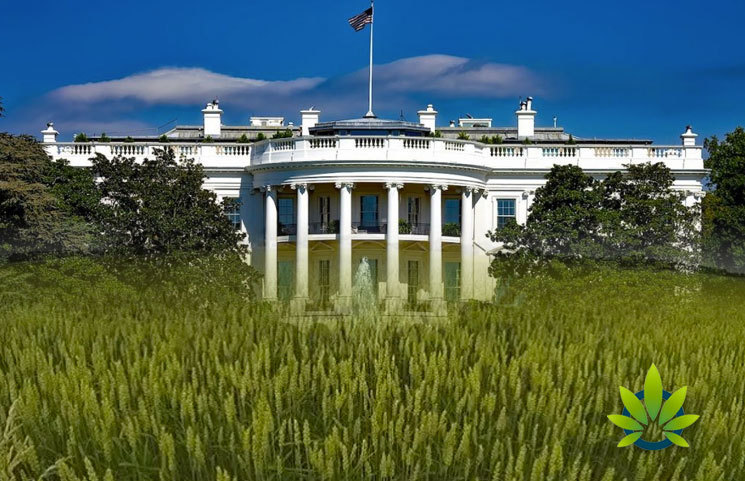 USDA Anxiousness Awaits White House Verdict for Hemp Growing Regulations