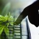UK's Global Drug Survey (GDS) is the Biggest Cannabis Poll in Hopes to Study Marijuana Use Cases