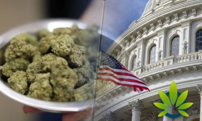 Washington, D.C. Law Prevents Government Workers from Getting Discriminated for Being MMJ Patients