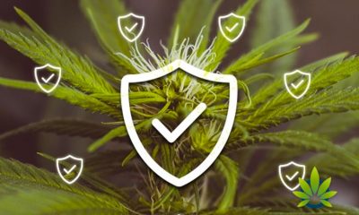 What You Need to Know About Cannabis Insurance Companies