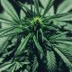 state-of-cannabis-markets-report-20-us-states-legalize-marijuana