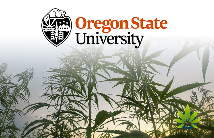 1-Million-Private-Donation-Sent-to-Hemp-Research-Center-for-Oregon-State-University