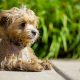 48% of Pet Owners Prefer CBD Treatments Over Rx