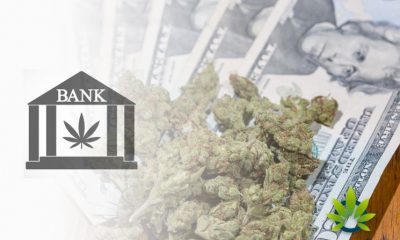 Banks-Less-Reluctant-to-Serve-Cannabis-Businesses