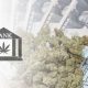 Banks-Less-Reluctant-to-Serve-Cannabis-Businesses