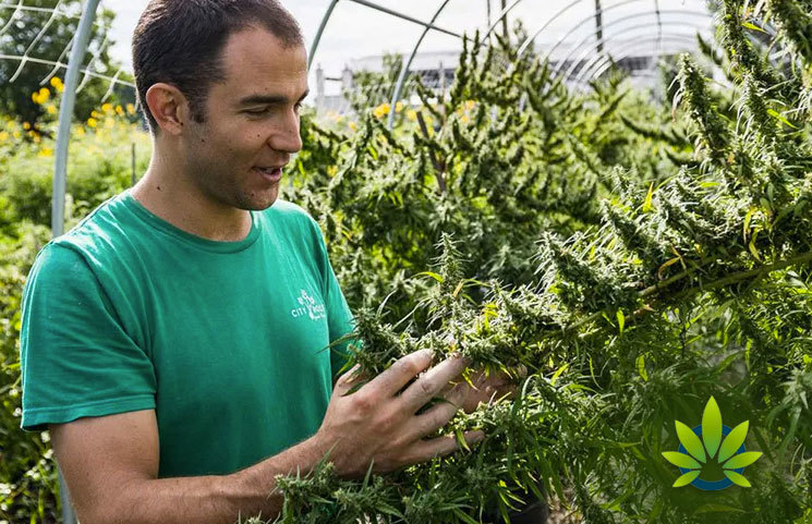 Billions Worth of Hemp Crops May Be Lost Due to Inexperienced Farmers: Whitney Economics