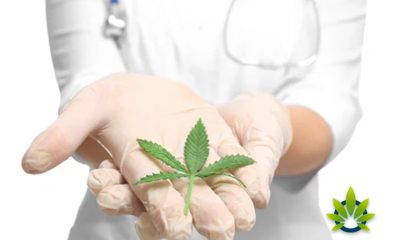 New Study: Marijuana's THC and CBD Naturally Balance Out the Reaction in the Body
