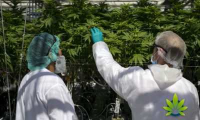 CannTrust Forced to Lay off a Quarter of its Staff Amidst Temporary License Freeze