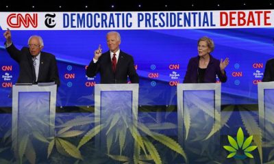 Democratic-Candidates-Show-Support-for-Opioid-Decriminalization-at-Presidential-Debate