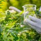Dr. Ed Reports 80% of Brits Deem CBD and Cannabis As Being One