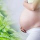 FDA Issues New Warning on Cannabis and CBD Use While Pregnant and Breastfeeding