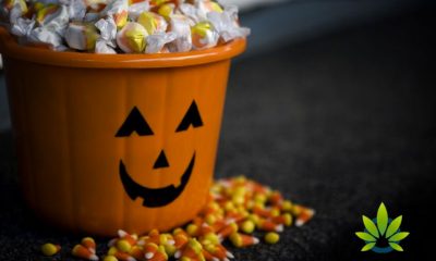 Halloween Warnings Circulate on THC-Packed Cannabis Gummy Bear Edibles and Candies