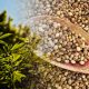 Hemp Plant and Seed Import Outlined with New Regulations by USDA