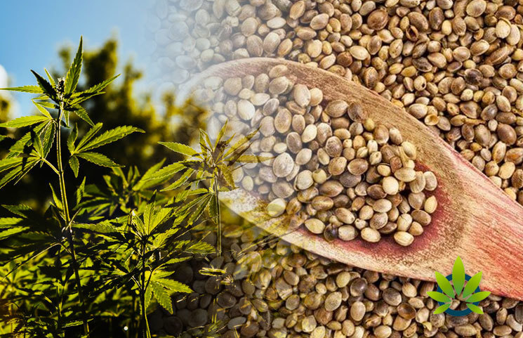 Hemp Plant and Seed Import Outlined with New Regulations by USDA