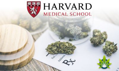 Jamaica Sparks a Cannabis Collaboration with Harvard Medical Cannabis Institute