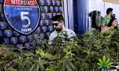 Marijuana-Growers-in-California-to-Be-Greatly-Affected-by-The-Power-Blackout-In-The-State