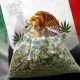 Mexico-to-Legalize-Marijuana