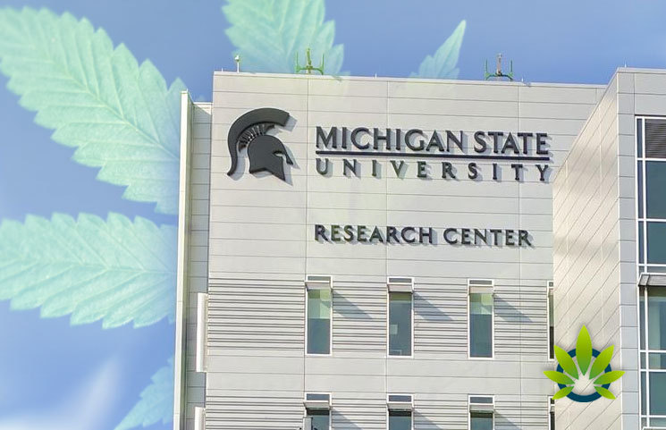 Michigan State University Researchers Seek Marijuana Industry Guidance for New Study