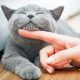 New Social CBD PETS Broad Spectrum Drops Releases for National Cat Day