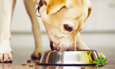 New University Veterinary Study Underway on The Effects of CBD for Arthritis in Dogs