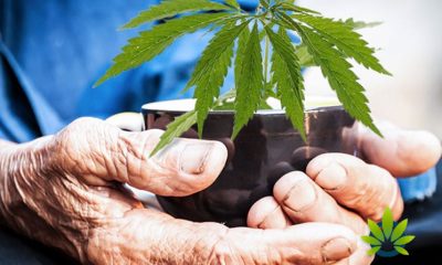 Research-Trials-on-Cannabis-for-Dementia