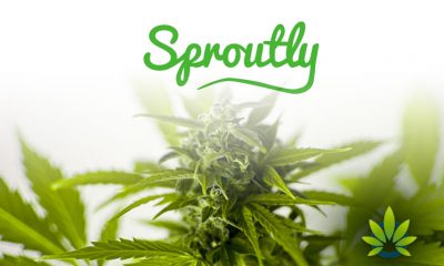 Sproutly Obtains Health Canada Flower Sales License Leading to Caliber Premium Cannabis Brand