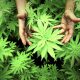 Tilray’s Clinical Trial the First Ever Human Study Testing Cannabis’ Efficiency in Treating TIPN