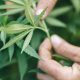 USDAs-Newly-Proposed-Hemp-Rules-Signed-by-White-House