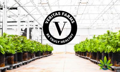 Veritas-Farms-Launches-A-Larger-Version-of-CBD-Tinctures-and-Massage-Oils