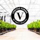 Veritas-Farms-Launches-A-Larger-Version-of-CBD-Tinctures-and-Massage-Oils