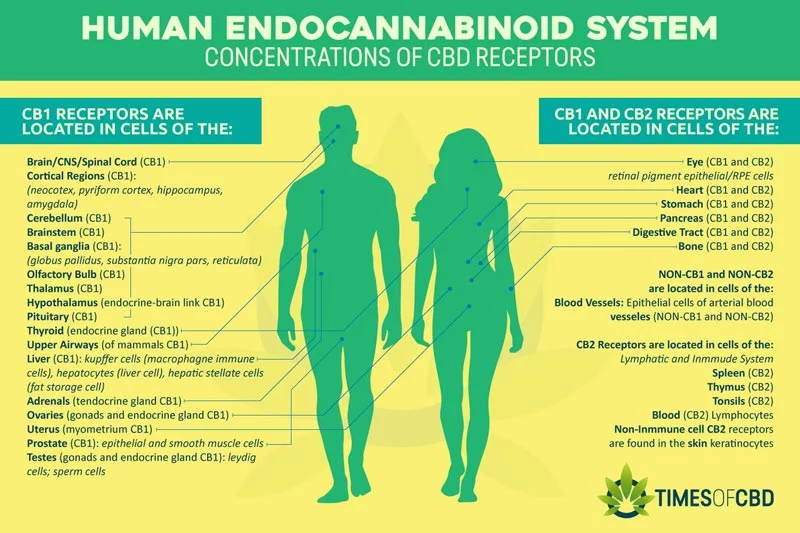 30 loại dầu CBD được xếp hạng cao nhất ở Mỹ 35 cb1-cb2-endocannabinoid-hệ thống-thụ thể