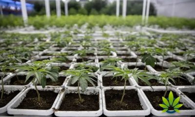 Minnesota Could See $300 Million in Revenue Due to Cannabis Legalization