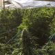 Drug Enforcement Administration on Kentucky's Illicit Cannabis Plant Growth