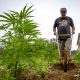 First-Time Hemp Farmers Find No Boom as CBD Product Market Swings Tides