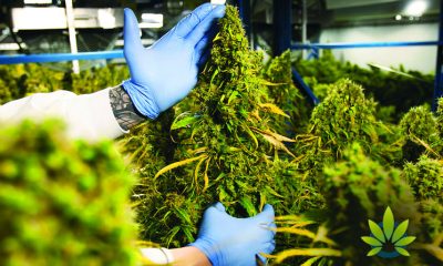 Cannabis Industry Investors Are Likely to Earn Low Profits in The Third-Quarter