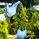 Cannabis Industry Investors Are Likely to Earn Low Profits in The Third-Quarter