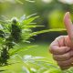 Study-Reveals-the-Terms-Marijuana-For-Cannabis-Will-Not-Boost-Legalization-Support