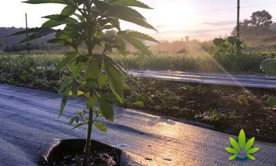 USDA Public Comment Period for Hemp Policies Gets Over 500 User Comments