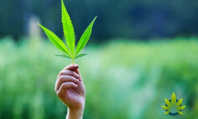 Department of Justice Files a Statement Supporting Campus Free Speech on Cannabis