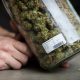 New Zealand Draft Bill Includes Marijuana Provisions