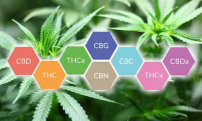 Are Cannabinoid Isolates the Next Wave to Unfold in the Cannabis Green Rush Era?